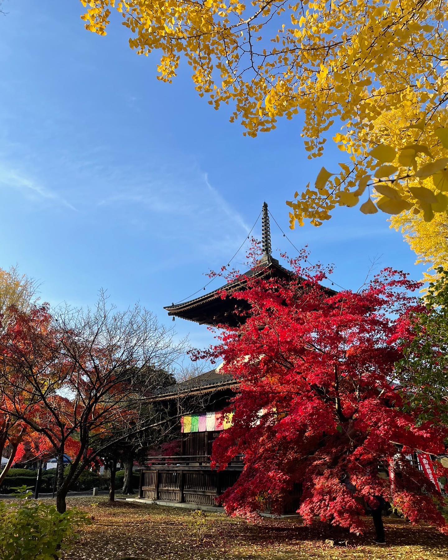 本日の鑁阿寺。(家族撮影)
紅葉がとても良いです。
明日は足利楽市楽座に出店いたします。
今季初いちご、まずはとちあいかからのスタートです。かぶりつく笑レギュラーサイズと、コンパクトなワンコインサンドをお持ちします。
とちあいか甘いです
香りが良いです
絶対美味しい
間違いない。
まいにちしあわせのマスカルポーネブレンド生クリームはいちごに合わせてブレンドしてます。
食べてみて〜。
まるまる愛媛の早生みかんも味が濃くておすすめ！
迷ったらミックスでも！

明日は気温が低いらしいので、暖かくしていらしてくださいね〜。