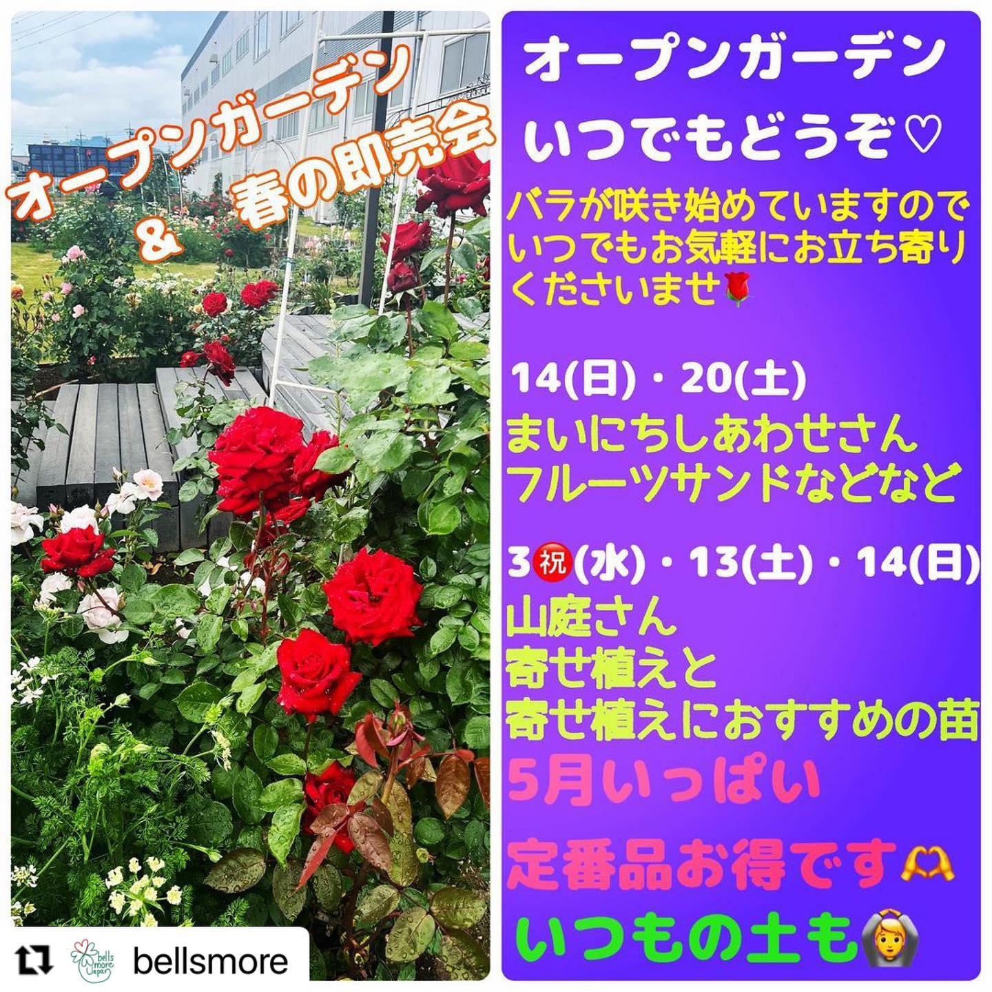こんにちは。 フルーツサンドと食パンの店  まいにちしあわせです。 いつもありがとうございます。
5月の出店のお知らせです。
ベルツモアジャパン(足利市
三洋発條様)様のオープンガーデン期間中に出店いたします。
2023.5/14(日)
2023.5/21(土)
時間だいたい9:00〜16:00頃
フルーツサンド
一部お食事系サンド
スイーツ(たぶんカヌレなど)
今回は展示会期間中2回出店いたします。ベルツモア様のお買い物のついでに、美しいバラを眺めながら、どうぞお立ち寄りくださいませ。詳しくは下記をご覧ください。
ーーーーーーーーーーーー

@bellsmore with @use.repost
・・・
オープンガーデンと即売会

今年は開花状況が早くて、あっという間にこんなに咲いています。(pic)

今年の5月はこんな感じです↓

オープンガーデン
5月いっぱいいつでもどうぞ。
GWもスタッフ常駐なのでお買い物もOKです。
☆定番品は期間中いつでもお得です。
☆Ｂ品などお得な商品は少しずつお出しする予定です。
☆「いつもの土」もいつでも購入できます。

☆お買い物は9時からです。

♡まいにちしあわせさん @mai_nichi.shiawase がフルーツサンドと足利のたまごサンド、スイーツなど販売
14日(日)と20日(土)です🥪

♡山庭さん
@yamaniwa.2019 が寄せ植えと、寄せ植えにもお庭にも使える苗を販売
3日(水祝)と13日(土)・14日(日)です

名古屋での、ガーデン系YouTuberカーメン君のイベント花友フェスタに出店します。
5/12(金).13(土)の2日間です。
いろいろお持ちしますので、よろしかったらブースにお立ち寄りくださいね。

☆バラの苗は販売しません。

在庫があるものはお持ち帰り可能です。
在庫がない場合や、お持ち帰りできない大物は後日配送となります。

カタログ以外の製品もいろいろご用意ありますので、こんなのが欲しいんだけど・・・とご相談くださいね。

ベルツモアのガーデンでお待ちしています(*´ω｀)

三洋発條株式会社　ベルツモアジャパン
栃木県足利市南大町473
代表　0284-70-3300

#ガーデンでいろいろご覧くださいね　