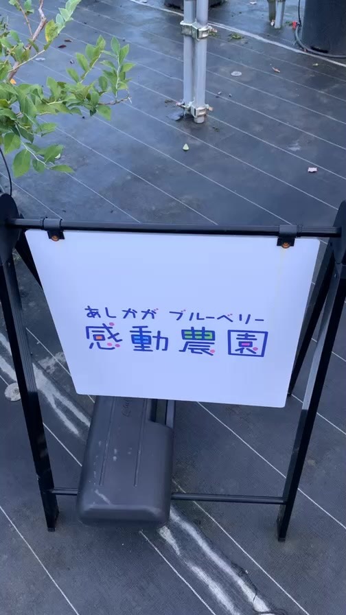 あしかがブルーベリー感動農園様でたかうじ市のブルーベリー摘み取り