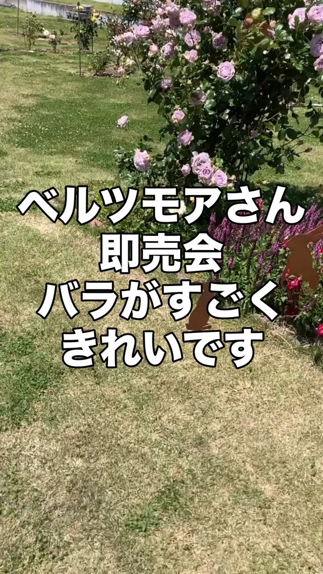 ベルツモアさん即売会
バラが最高にきれいです